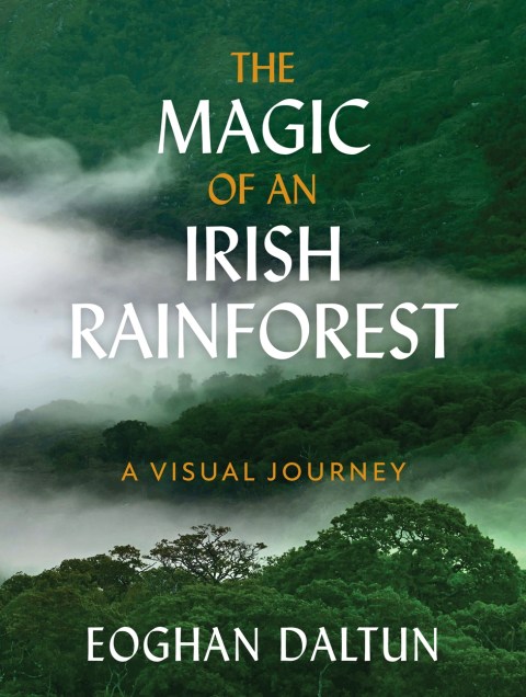 The Magic of an Irish Rainforest